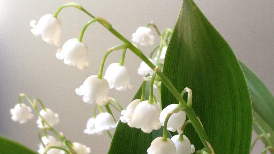 Öffnungszeiten 1. Mai 2026